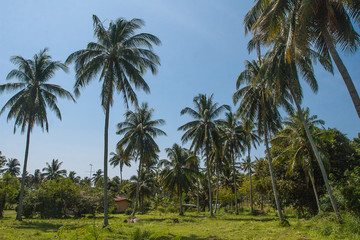 Fototapeta na wymiar Palm grove in Thailand in Phuket near the village. Summer. Travel. Nature. Landscape.
