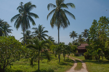 Fototapeta na wymiar Palm grove and road to a village in Thailand on the island of Phuket. Asia. Tourism. Travel.