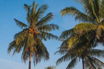 Fototapeta na wymiar Palm grove against the blue sky in Thailand in Phuket. Travel. Summer. Landscape.