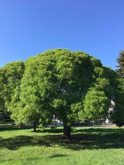 In the Park there is a single tree with green foliage.