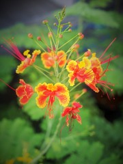 The flamboyant tree in Thailand