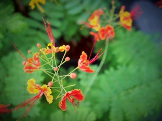 The flamboyant tree in Thailand