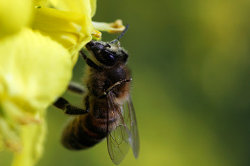 bee on yellow flower