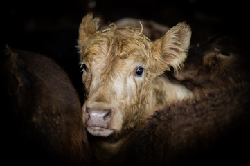 Beef cows and calfs grazing on grass in south west victoria, Australia. eating hay and silage....