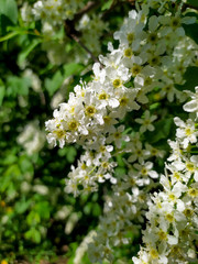 Bird Cherry Tree in Blossom. Close-up of a Flowering Prunus Avium Tree with White Little Blossoms. View of a blooming Sweet Bird-Cherry Tree in Spring.