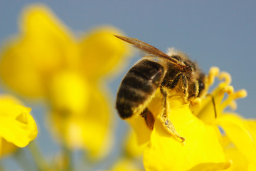 bee on flower