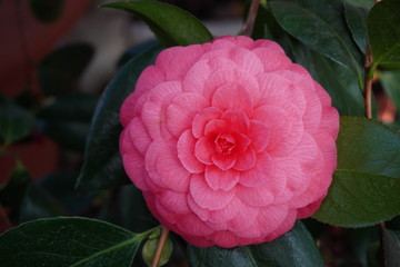 Pink Camellia japonica blossoms in springtime