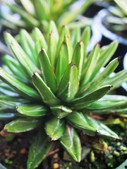 The agave plant in the pot for decoration