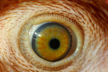 close up of eye