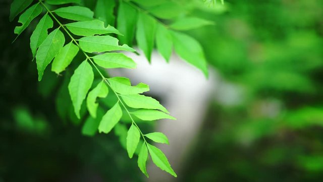 Close up of Curry Leaves or Curry tree. kadhipatta or kadipatta in maharashtra. Curry leaves are used in many dishes in the Indian subcontinent.Daun kari.