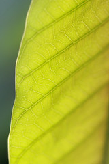 Leaves Tropical forest trees texture background wallpaper