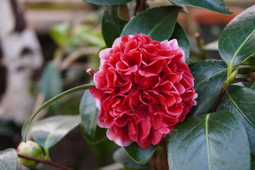 Camellia japonica blossoms in springtime
