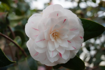 Camellia japonica blossoms in springtime