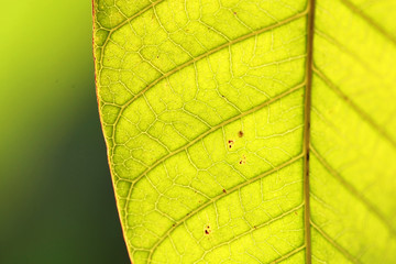 Leaves Tropical forest trees texture background wallpaper