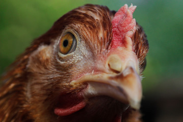 portrait of a chicken