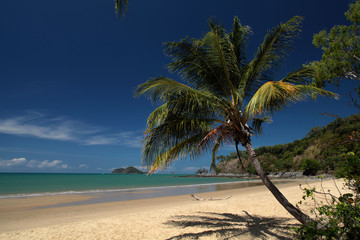 tropical beach with a palm tree in Queensland Australia