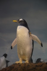 Gentoo penguin in zoo, Frankfurt am Main (Germany)