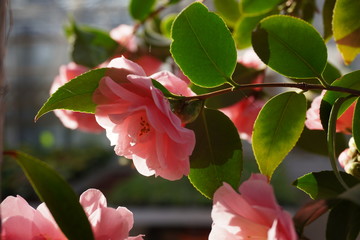 Camellia japonica blossoms in springtime