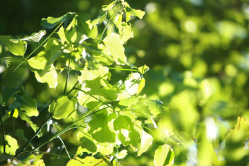 Leaves Tropical forest trees texture background wallpaper