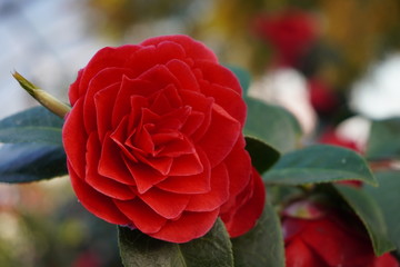red blossom of camellia japonica in the garden on dark background