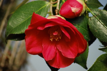 red blossom of camellia japonica in the garden on dark background