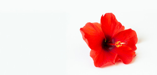 Naklejka premium bright large flowers and buds of red hibiscus isolated on white background