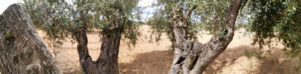 Panoramica de olivar