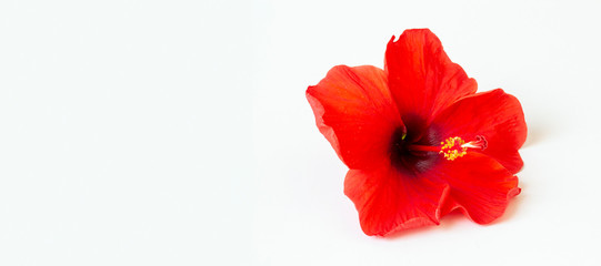 bright large flowers and buds of red hibiscus isolated on white background