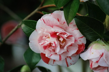 A closeup of a camellia japonica blossom