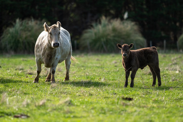 Beef cows and calfs grazing on grass in south west victoria, Australia. eating hay and silage....