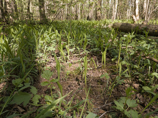 Blooming snowdrops in Salaryevo park on a sunny May day