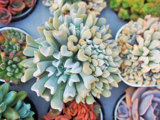  The succulent plants in the pot