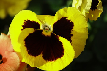 A yellow brown blossom of Viola