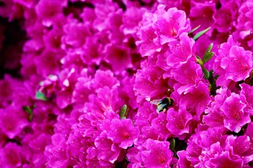blume, pink, blume, natur, garden, pflanze, lila, blühen, frühling, aufblühen, schönheit, green, sommer, schön, floral, veilchen, flora, auflösungszeichen, rot, flieder, blatt, busch, makro