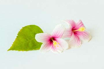 bright large flowers and buds of 2 pink and white hibiscus with leaf isolated on white background