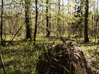 May blooming greens in Salaryevo park on a sunny May day