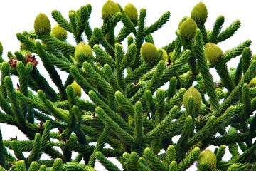 green, natur, baum, pflanze, cactuses, ast, föhre, blatt, blatt, farn, immergrün, garden, flora,...