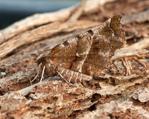 Early Thorn Moth © Barry