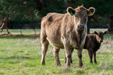Beef cows and calfs grazing on grass in south west victoria, Australia. eating hay and silage....