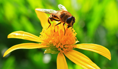Fototapeta na wymiar Close up of a honey bee collecting pollen from a vibrant yellow daisy like flower against a natural out of focus green background