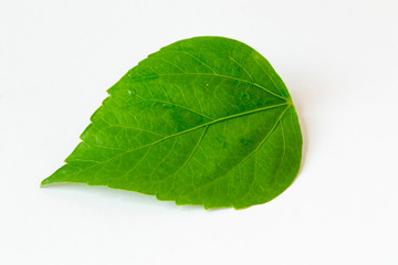 hibicus leaves isolated on a white background. Collection. Full depth of field.