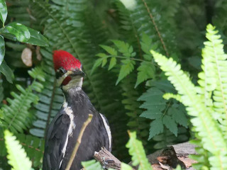 Pileated Woodpecker