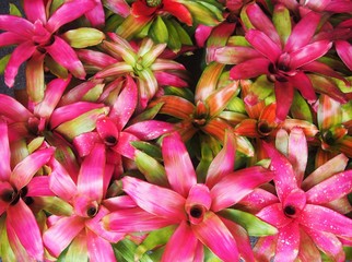  The bromeliad plant in Thailand
