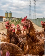 Fotobehang Hühner hinterm Zaun einer Hühnerfarm © focus finder