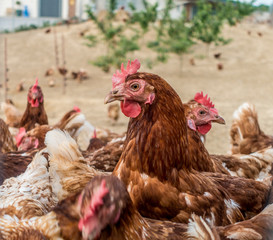 Hühner hinterm Zaun einer Hühnerfarm