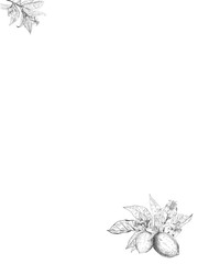  Lemon branch illustration black and white vintage clip art isolate on white background. Hand drawn lemon pattern. Vintage seamless texture for juice label, pencil citrus sketch. Illustrations orange 