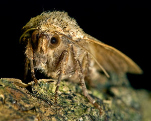 Large Yellow Underwing Moth