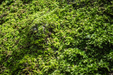 beautiful green moss grown cover on the stones and floor in the forest.  concept nature selecttive focus