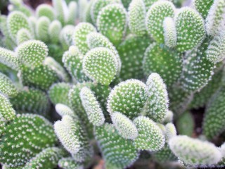 small cactus in the pot