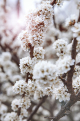 Blooming gardens and trees in spring. Plum blossoms are beautiful white flowers, pollinated by bees. Delicate clusters of flowers in the pink rays of the rising sun.